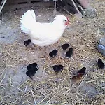Il Moro Farma