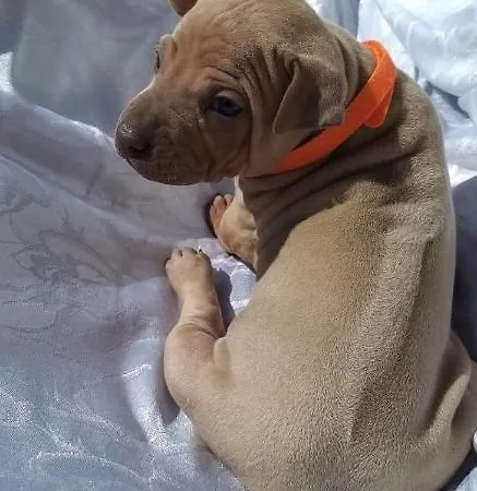 Séjour à la ferme Il Moro Gubbio