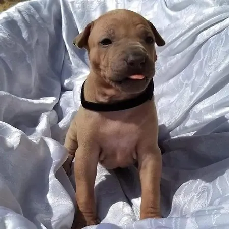 Séjour à la ferme Il Moro Gubbio
