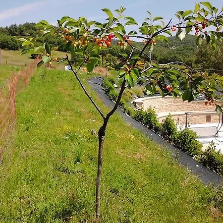 Il Moro