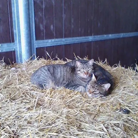 Il Moro Séjour à la ferme Gubbio