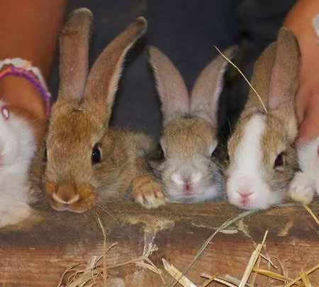 Il Moro Séjour à la ferme Gubbio