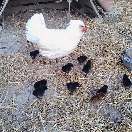 Il Moro Séjour à la ferme