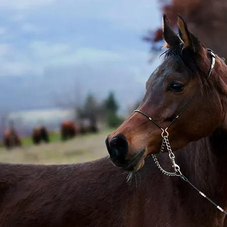 Il Moro Séjour à la ferme