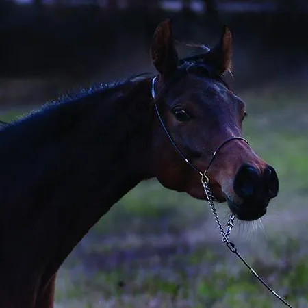 Il Moro Séjour à la ferme Gubbio