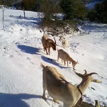 Alojamento de Turismo Rural Il Moro *