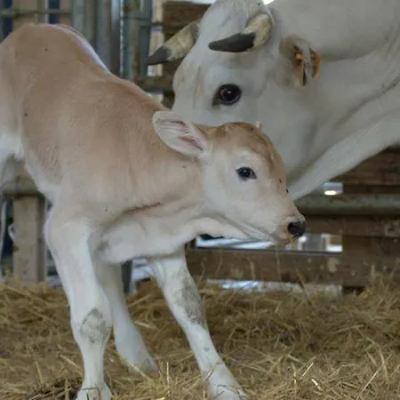 Séjour à la ferme Il Moro *