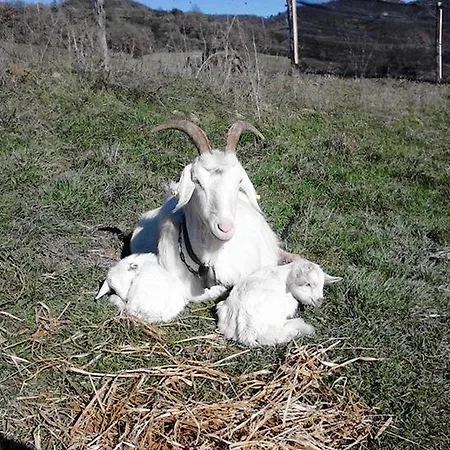 Il Moro Séjour à la ferme *