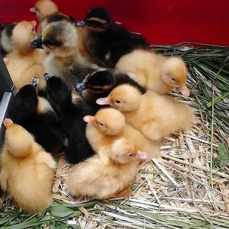 Séjour à la ferme Il Moro