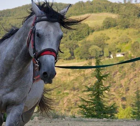 Il Moro