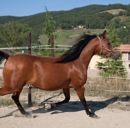 Il Moro ファームステイ