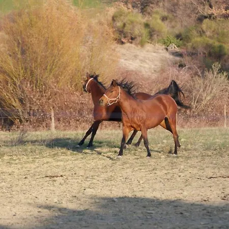 Il Moro Bauernhof