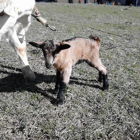 Il Moro *
