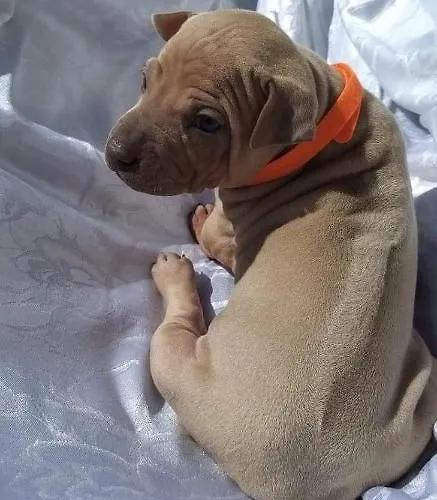 Alojamento de Turismo Rural Il Moro Gubbio