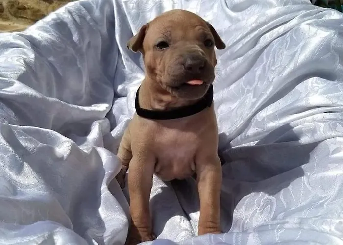 Alojamento de Turismo Rural Il Moro Gubbio