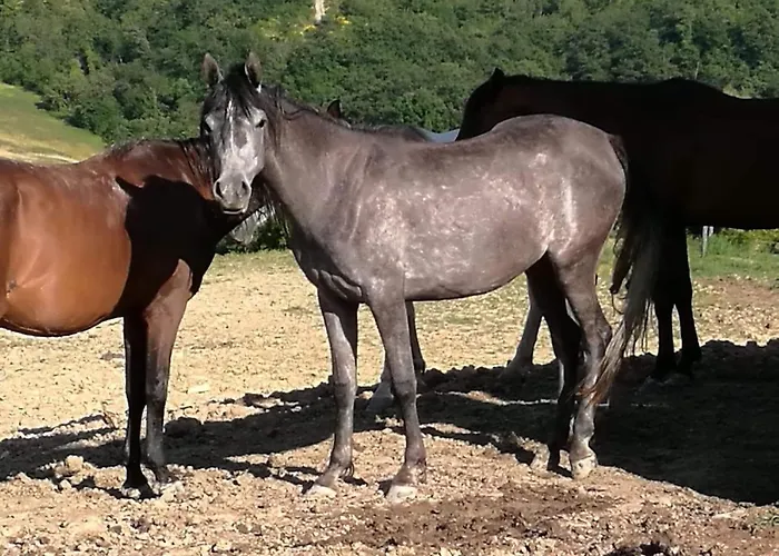 Il Moro Alojamento de Turismo Rural