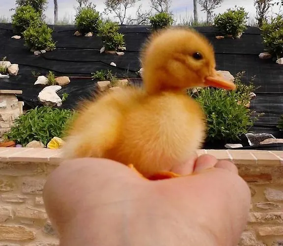 Il Moro Alojamento de Turismo Rural *