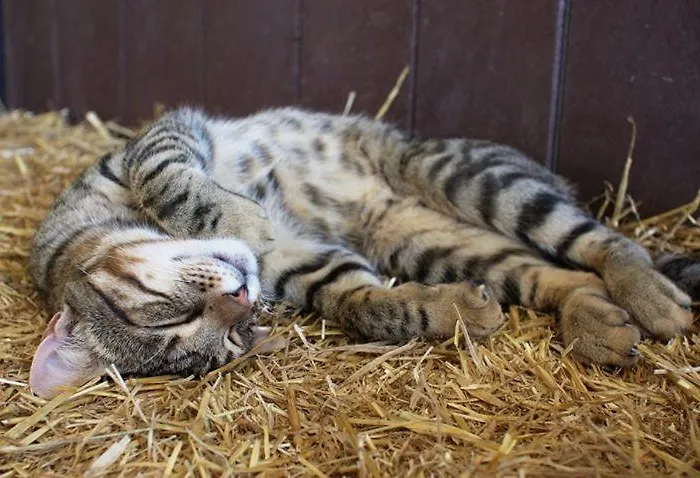 Alojamento de Turismo Rural Il Moro