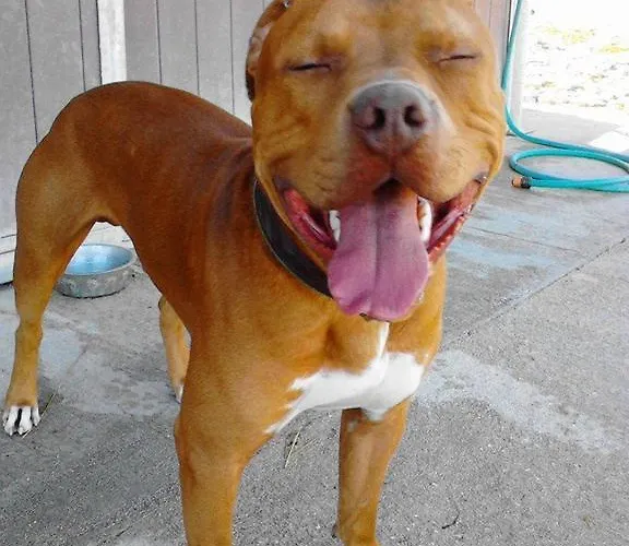 Il Moro Alojamento de Turismo Rural