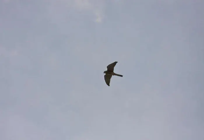 Il Moro Alojamento de Turismo Rural *