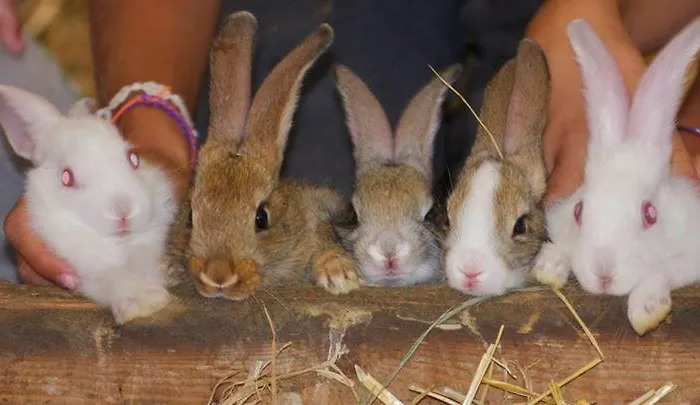 Il Moro Alojamento de Turismo Rural Gubbio
