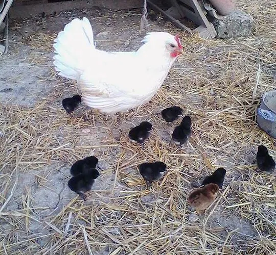 Il Moro Alojamento de Turismo Rural