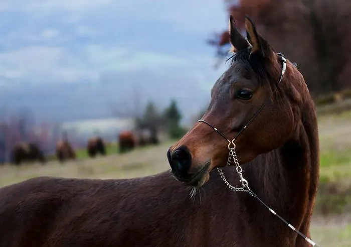 Il Moro Alojamento de Turismo Rural