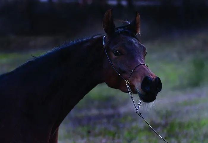 Il Moro Alojamento de Turismo Rural Gubbio