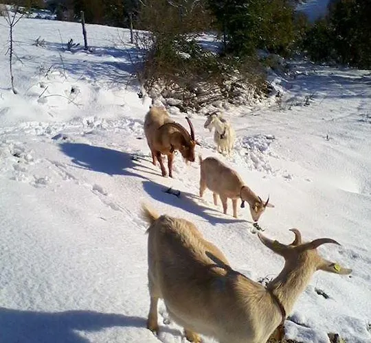 Alojamento de Turismo Rural Il Moro *