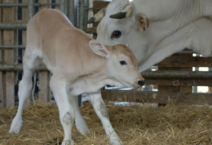 Alojamento de Turismo Rural Il Moro *
