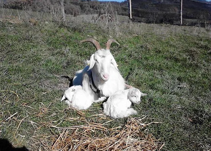 Il Moro Alojamento de Turismo Rural *
