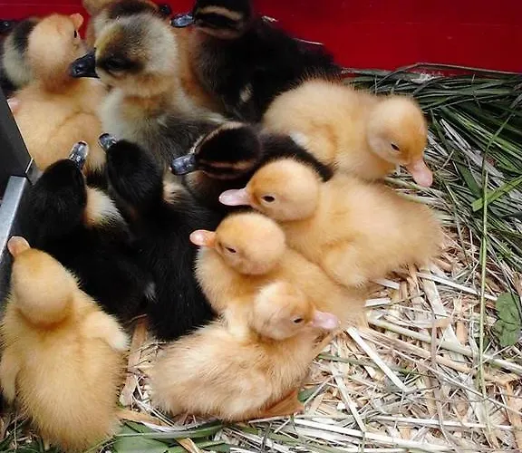 Alojamento de Turismo Rural Il Moro