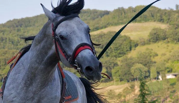 Il Moro Alojamento de Turismo Rural Gubbio