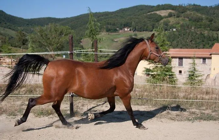 Il Moro Alojamento de Turismo Rural