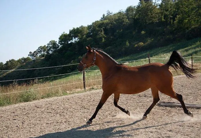 Alojamento de Turismo Rural Il Moro *
